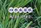 韭菜水的时间和方法（春夏秋冬如何浇水，科学养护韭菜）