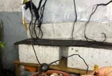 室内花卉怎样吊养（打造生机盎然的垂直花园）