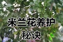 盆栽米兰的浇水技巧（掌握浇水频率和量，让盆栽米兰健康茁壮）