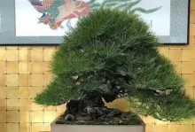 黑松养护全攻略（黑松多久浇一次水？养护技巧全了解！）