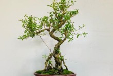 六月雪修剪指南（打造优美的花园，了解六月雪修剪技巧）