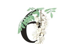 国槐花开频次的探究（探寻国槐花开的规律与特点，为国槐的栽培提供参考）