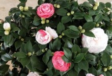 山茶花有毒吗？室内养护技巧揭秘