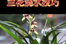 阳台兰花养护指南（以西晒阳台怎么养兰花？）