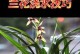 阳台兰花养护指南（以西晒阳台怎么养兰花？）