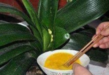 黄豆水浇君子兰的好处（养花大神分享）