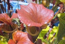 以瓶子草为食的昆虫世界（瓶子草与昆虫的特殊关系）