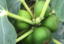 无花果的肥料应该怎么施？——最适合无花果的肥料种类和用法
