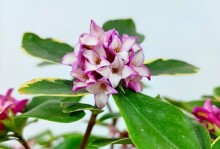 以瑞香开完花怎么养护（瑞香养护技巧和注意事项）
