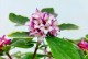 以瑞香开完花怎么养护（瑞香养护技巧和注意事项）