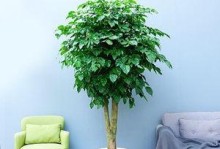 如何养护幌伞枫（幌伞枫的养殖技巧和注意事项）