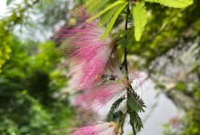 合欢花的花语及含义（传递爱与友谊的象征）