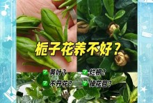 水培栀子花施肥技巧（科学施肥，打造健康栀子花）