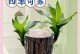 以巴西木水培生根不长叶的原因及解决方法（探究以巴西木水培生根不长叶的原因，提供有效解决方法）