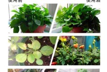 肥料残留在花叶子上的处理方法（保护植物生长的小窍门）