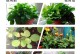 肥料残留在花叶子上的处理方法（保护植物生长的小窍门）