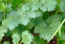 香菜的种植时间和方法（如何在不同季节种植香菜？）