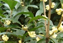 家里能养桂花吗？（了解桂花的毒性及养护技巧。）