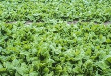 如何快速种植菠菜出苗（菠菜苗期管理技巧，实现快速出苗）