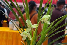 兰花可以地栽吗？——揭秘兰花在土壤中的适应性（探究土壤对兰花生长的影响及适宜种植的地点选择）