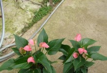 粉掌养殖秘籍（打造绿色环保的家庭花园）