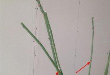 如何正确修剪发财树以促进健康生长