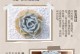 宝丽安娜多肉的插迁技巧（掌握正确方法，成功繁殖宝丽安娜多肉）