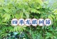 盆栽龙眼栽培技巧（以盆栽龙眼怎么种会结果？种植小窍门分享）