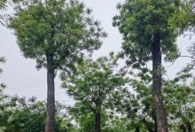 国槐的生长环境条件及特点（从土壤、气候到生长习性，全面解读国槐生长环境）