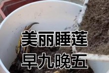 睡莲花耷拉下来的处理方法（保护睡莲花朵，让它再次绽放）