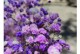 满天星花的种植技巧（让你的花园绽放满天星花海）