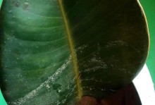 如何处理橡皮树烂根发黄问题（预防与治疗橡皮树烂根发黄，重要的方法和技巧）