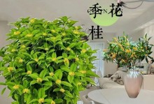 以盆景桂花塑形技巧探究（从小塑形到大成就，打造精美的盆景桂花）