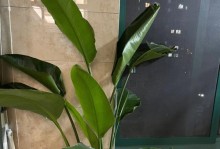 金玲花剪枝指南（学会正确的剪枝技巧，让金玲花焕发新生机）