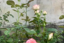 探讨艾莎月季的植物类型（艾莎月季是藤本还是灌木，这是一个值得探讨的问题）
