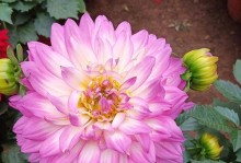 大丽花——花园中的瑰宝（探秘大丽花的花形、品种、栽培等）