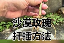 如何成功地插枝玫瑰花苗并保持其生机勃勃（玫瑰插枝方法及关键技巧）