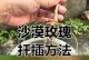 如何成功地插枝玫瑰花苗并保持其生机勃勃（玫瑰插枝方法及关键技巧）