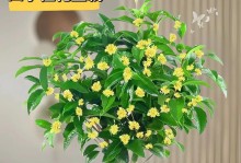 不同季节的浇水频率对于桂花的影响（春夏秋冬，桂花的浇水需求不一样！）