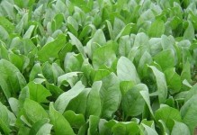 菠菜病虫害防治大全（掌握这些技术，让你的菠菜健康成长）