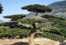 罗汉松生长温度及其影响（探究罗汉松最适生长温度范围）