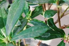 以瑞香怎么落叶了（探讨瑞香植物叶片脱落的原因及防治方法）