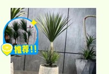 龙血树的空气净化与甲醛吸附作用