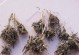 花毛茛的养护技巧（打造花海般的花毛茛，从这里开始！）