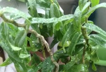 石斛能否在土里生长？（探究石斛种植的土壤条件和注意事项）