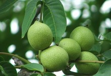 探秘核桃——一种营养丰富的植物果实（了解核桃的生长环境、营养成分和医学价值）