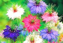 硫华菊播种时间选择（最佳时机及注意事项）