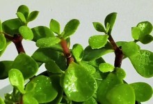 金枝玉叶的花期是什么时候？（解密金枝玉叶的花期和生长习性）