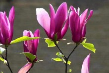 纯洁的花——花语与意义（探究花语，品味生命之美）