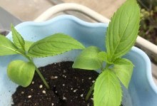 凤仙花种子的发芽时间及方法（从选种到发芽，全面解读凤仙花种子发芽的过程）